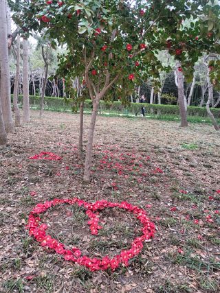우경농원님의 자두 · 자유게시판 작성글 사진
