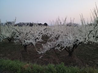우경농원님의 자두 · 자유게시판 작성글 사진