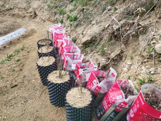 짱순이연속8월출석왕님의 두릅 · 삽목•정식 작성글 사진