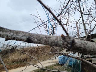 포근이님의 복숭아 · 병해충상담 작성글 사진