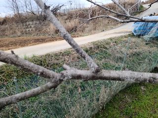 포근이님의 복숭아 · 병해충상담 작성글 사진