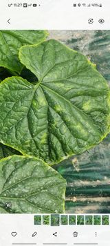 팜모닝 오이·병해충상담 게시글 이미지