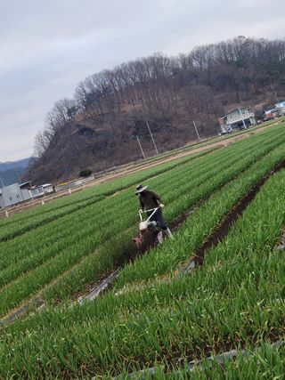 서해숙님의 마늘 · 토양준비 작성글 사진