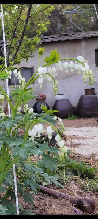 농사꾼 단비님의 자유주제 · 자유게시판 작성글 사진