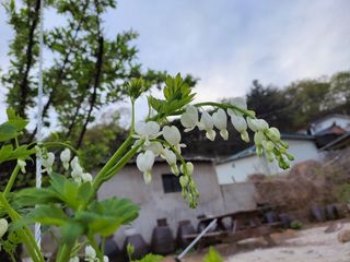 농사꾼 단비님의 자유주제 · 자유게시판 작성글 사진