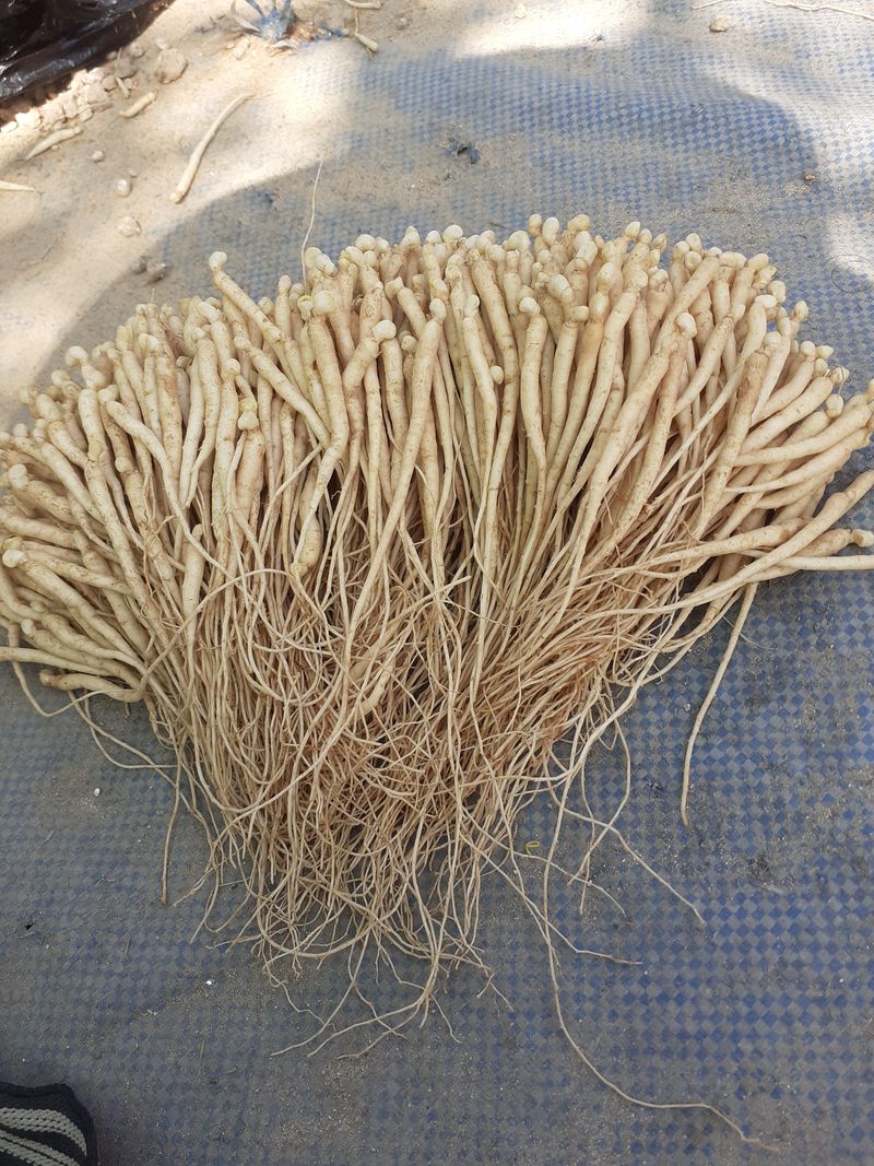 장터 상품 [종삼500g] 썸네일