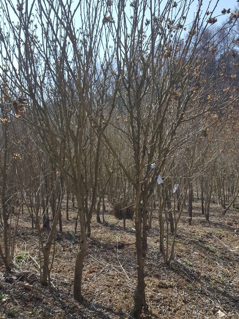 석도익님의 장터 판매 상품 [무궁화 묘목] 첨부 사진