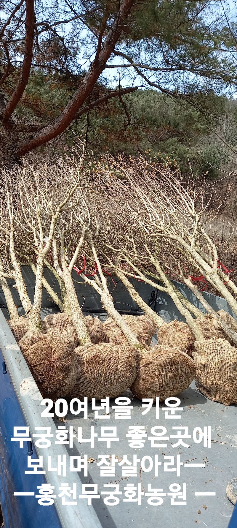 석도익님의 장터 판매 상품 [무궁화 묘목] 첨부 사진