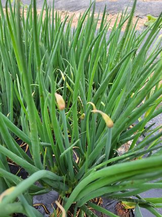 이영철님의 기타작물 · 자유게시판 작성글 사진