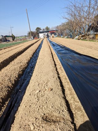 김형진님의 감자 · 자유게시판 작성글 사진