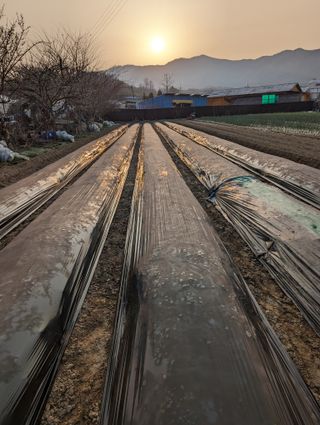 김형진님의 감자 · 자유게시판 작성글 사진