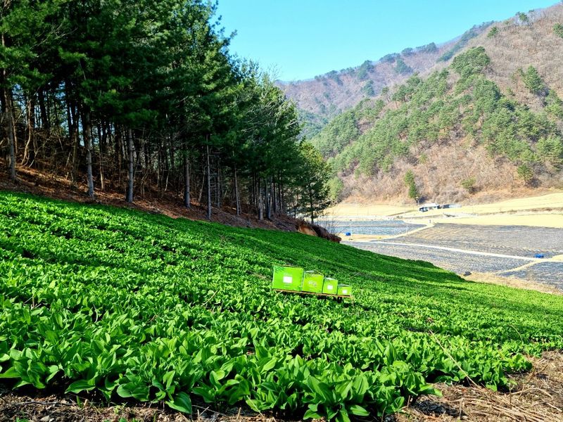 차현석님의 장터 판매 상품 [명이나물 1kg] 첨부 사진