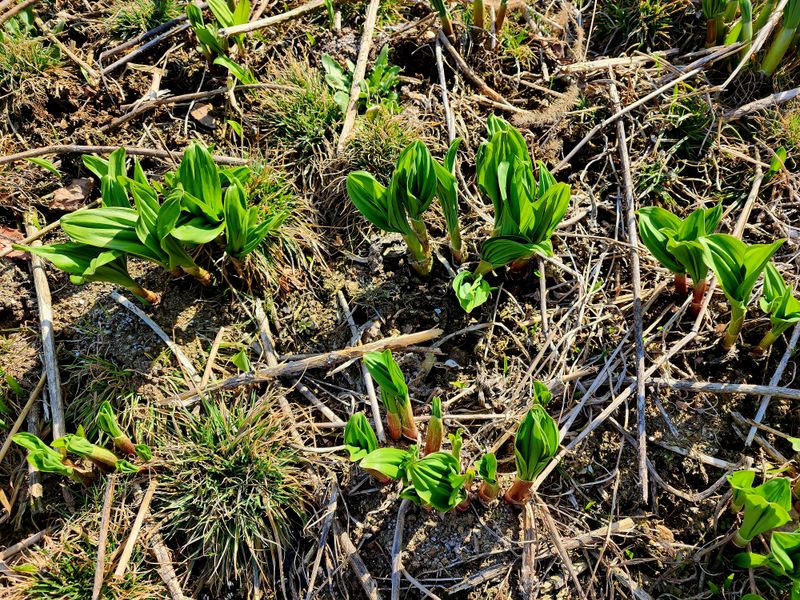 차현석님의 장터 판매 상품 [명이나물 1kg] 첨부 사진