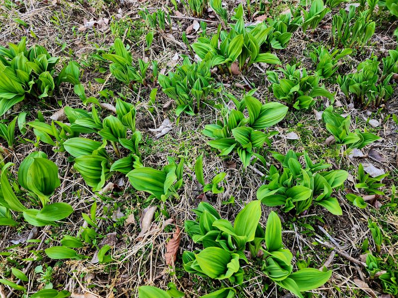 차현석님의 장터 판매 상품 [명이나물 1kg] 첨부 사진