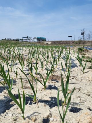 자두6706님의 자두 · 자유게시판 작성글 사진