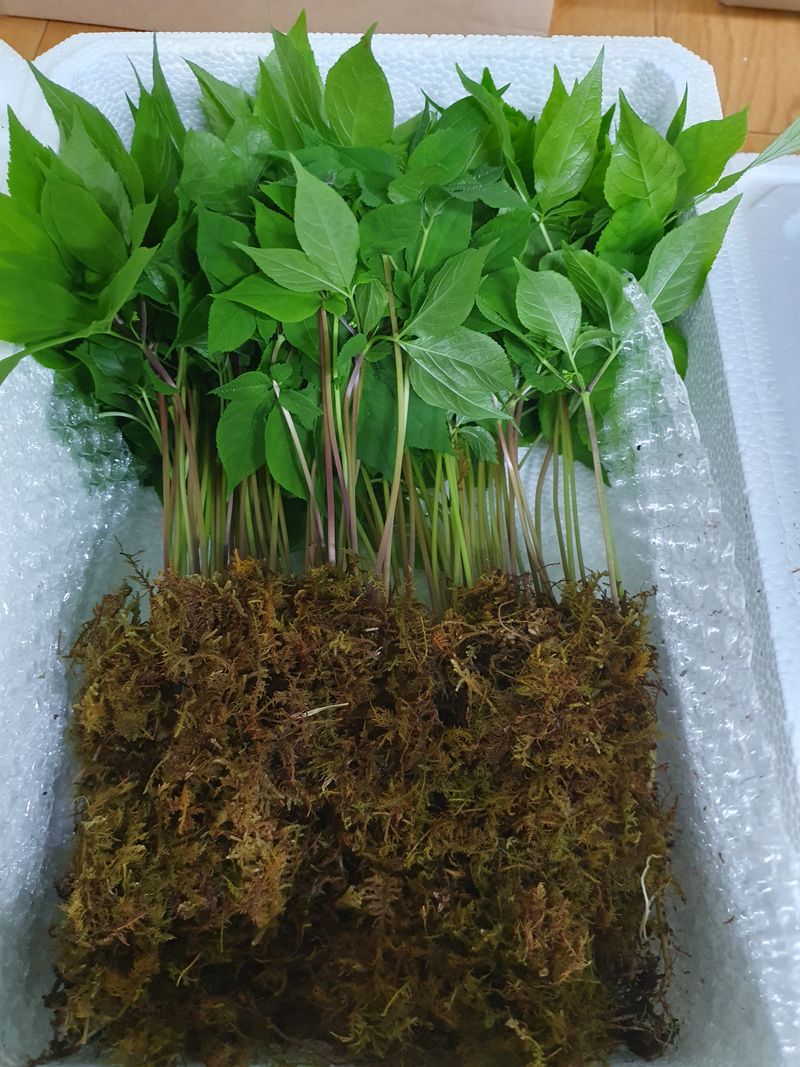 장터 상품 [새싹인삼] 썸네일