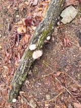 팜모닝 버섯·생장기 농작업 게시글 이미지