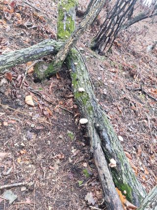 나무군농장님의 버섯 · 생장기 농작업 작성글 사진