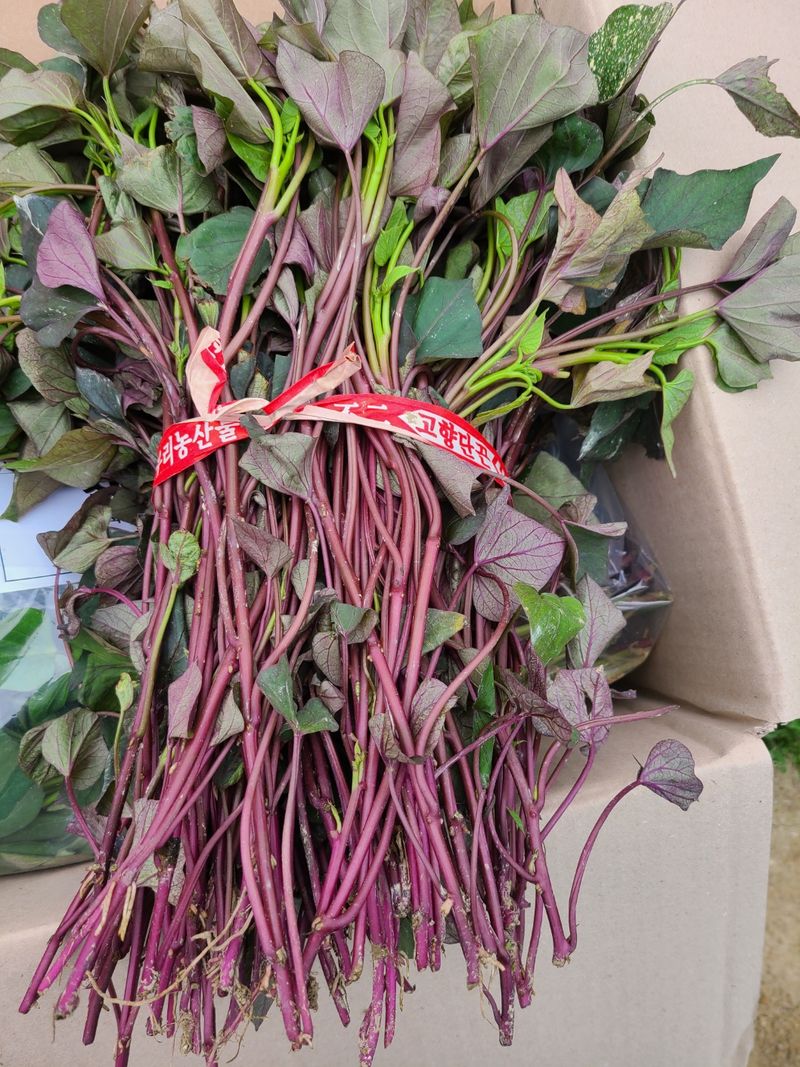 장터 상품 [고구마종순] 썸네일