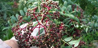 대바구님의 기타작물 · 병해충상담 작성글 사진