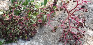 대바구님의 기타작물 · 병해충상담 작성글 사진