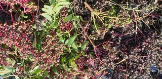 대바구님의 기타작물 · 병해충상담 작성글 사진