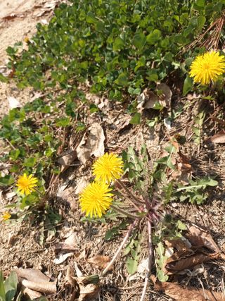 조경옥님의 자유주제 · 자유게시판 작성글 사진
