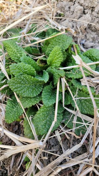 강화댁님의 자유주제 · 자유게시판 작성글 사진