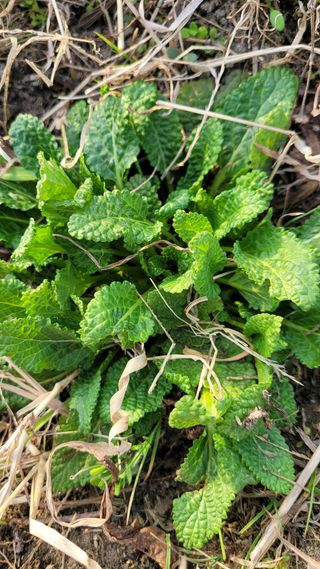 강화댁님의 자유주제 · 자유게시판 작성글 사진