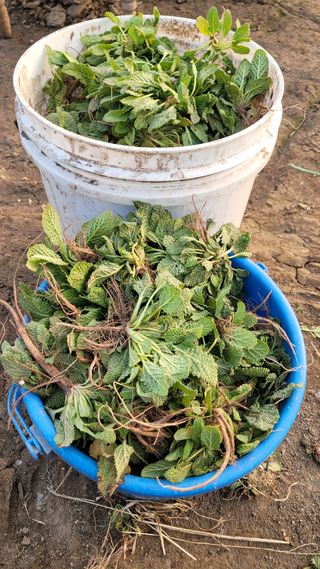 강화댁님의 자유주제 · 자유게시판 작성글 사진