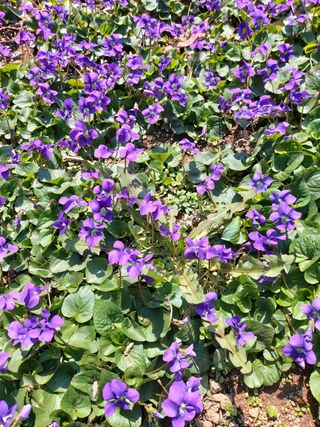 달덩이농원님의 자유주제 · 자유게시판 작성글 사진