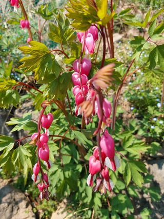 달덩이농원님의 자유주제 · 자유게시판 작성글 사진