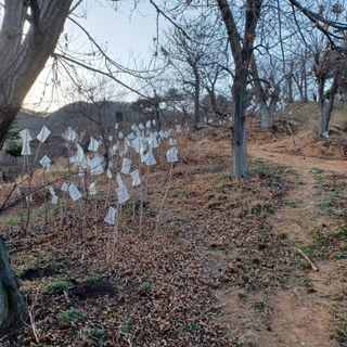 알 수 없음님의 기타작물 · 자유게시판 작성글 사진