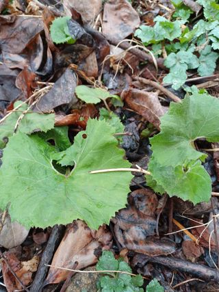 알 수 없음님의 기타작물 · 자유게시판 작성글 사진