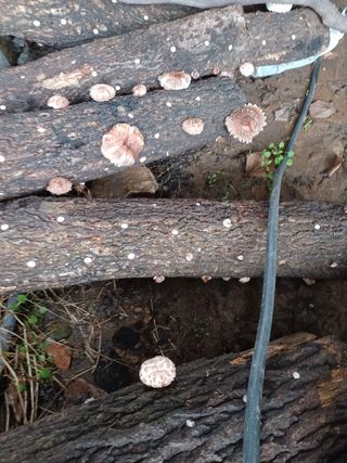알 수 없음님의 기타작물 · 자유게시판 작성글 사진