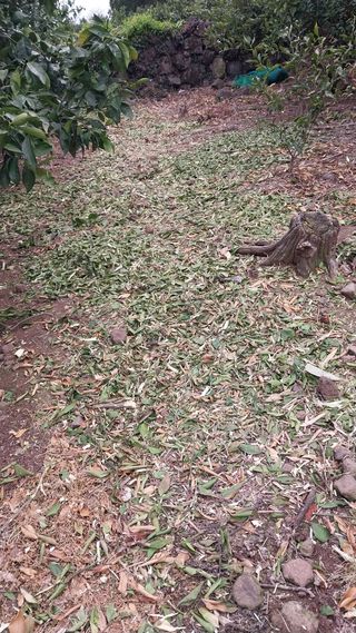 돌하르방2님의 귤 · 일상 작성글 사진