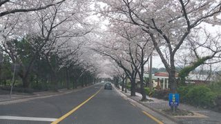 돌하르방2님의 귤 · 일상 작성글 사진