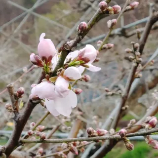 달맛햇복숭아농원님의 복숭아 · 자유게시판 작성글 사진