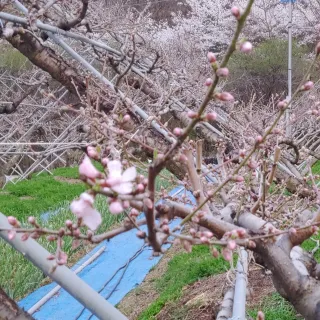 달맛햇복숭아농원님의 복숭아 · 자유게시판 작성글 사진