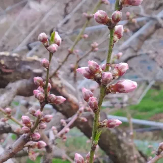 달맛햇복숭아농원님의 복숭아 · 자유게시판 작성글 사진