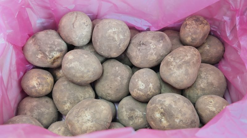 장터 상품 [햇 수미감자 5kg 10kg] 썸네일