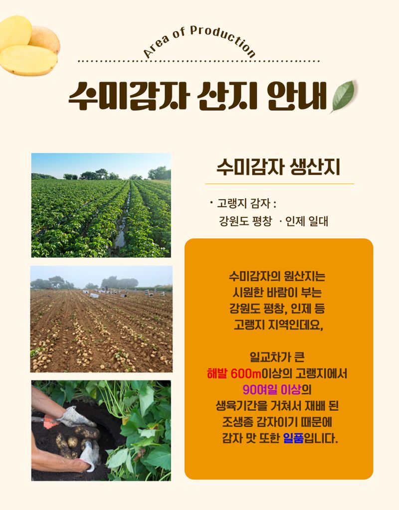 프룻하늬님의 장터 판매 상품 [햇 수미감자 5kg 10kg] 첨부 사진