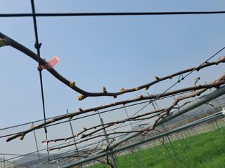 강춘원님의 감자 · 자유게시판 작성글 사진