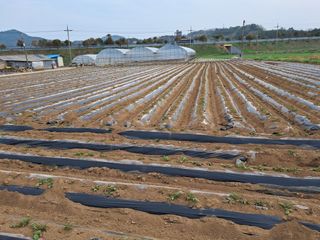 강춘원님의 감자 · 자유게시판 작성글 사진