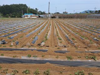 강춘원님의 감자 · 자유게시판 작성글 사진