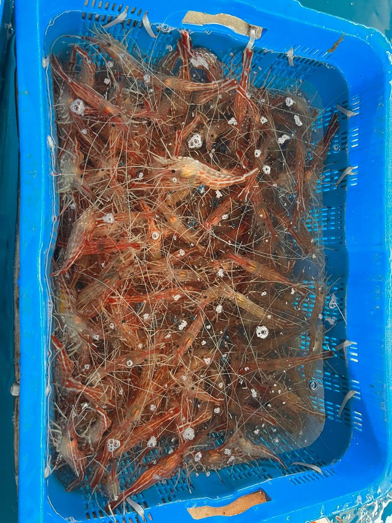 모어더더님의 장터 판매 상품 [[최저가격]당일조업 독도 활 꽃새우 / 닭새우 ] 첨부 사진