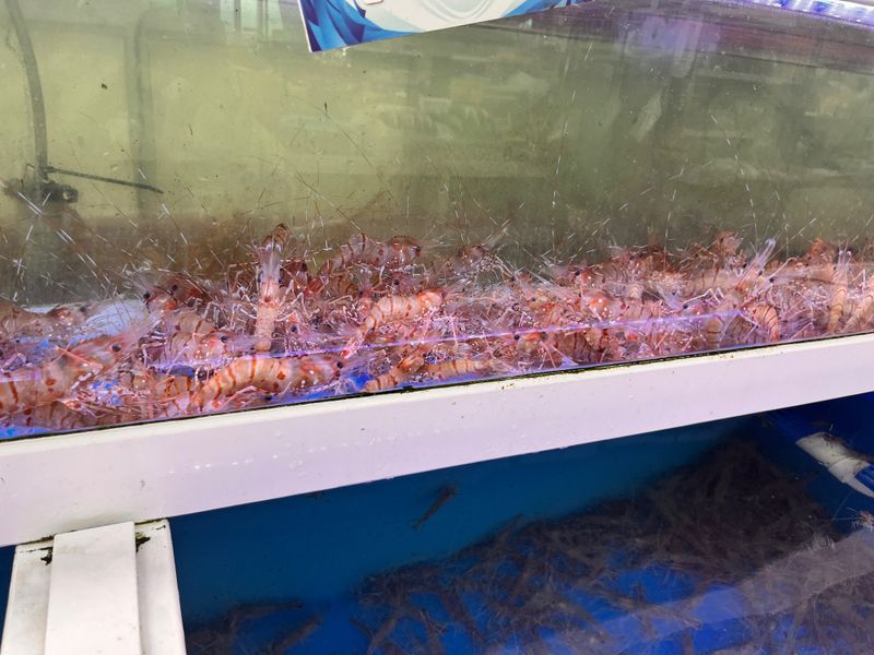 모어더더님의 장터 판매 상품 [[최저가격]당일조업 독도 활 꽃새우 / 닭새우 ] 첨부 사진