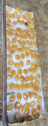 팜모닝 호박·자유게시판 게시글 이미지