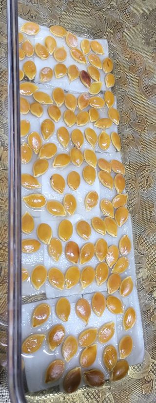 미강님의 호박 · 자유게시판 작성글 사진