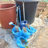 팜모닝 두릅·삽목•정식 게시글 이미지